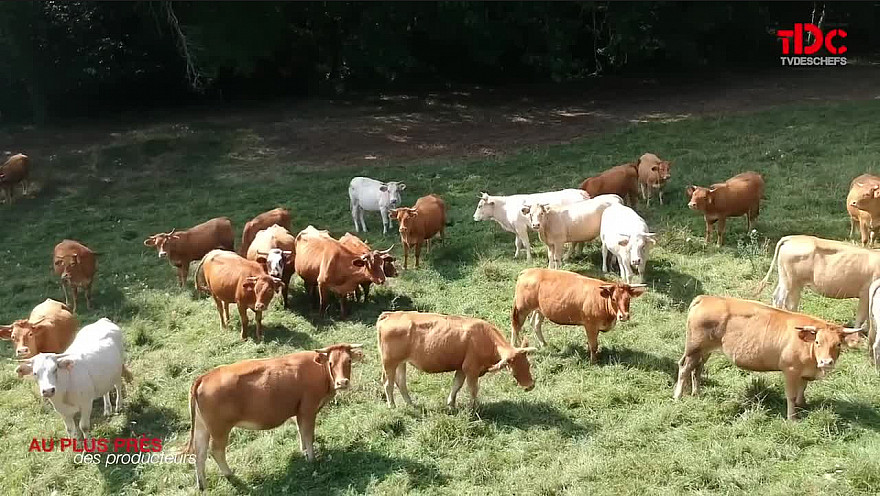 Acteurs locaux - Dordogne - Nature Viande : élevage bio, bien-être animal et circuits courts pour une alimentation saine et locale 